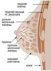 Молочная Железа У Женщин Фото